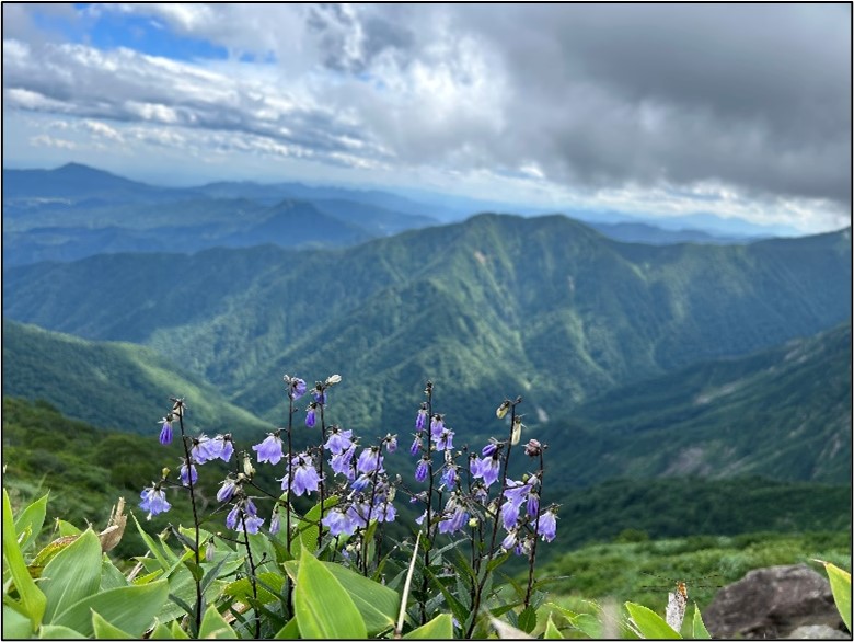 雄大な山と可愛い薄紫の花